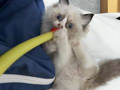 -安安宠医宠物医院·异宠·犬猫内科(岳阳分院)