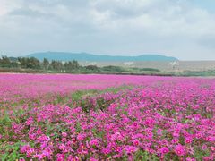 -光明小镇欢乐田园