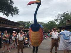 -奥兰多迪士尼动物王国乐园