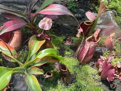 -国家植物园南园