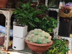 -曲阳花鸟市场(曲阳路店)