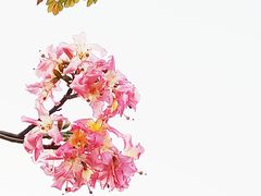 -二沙岛艺术公园