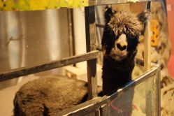 -酷嗒动物文化乐园(cutezoo西溪乐天城店)