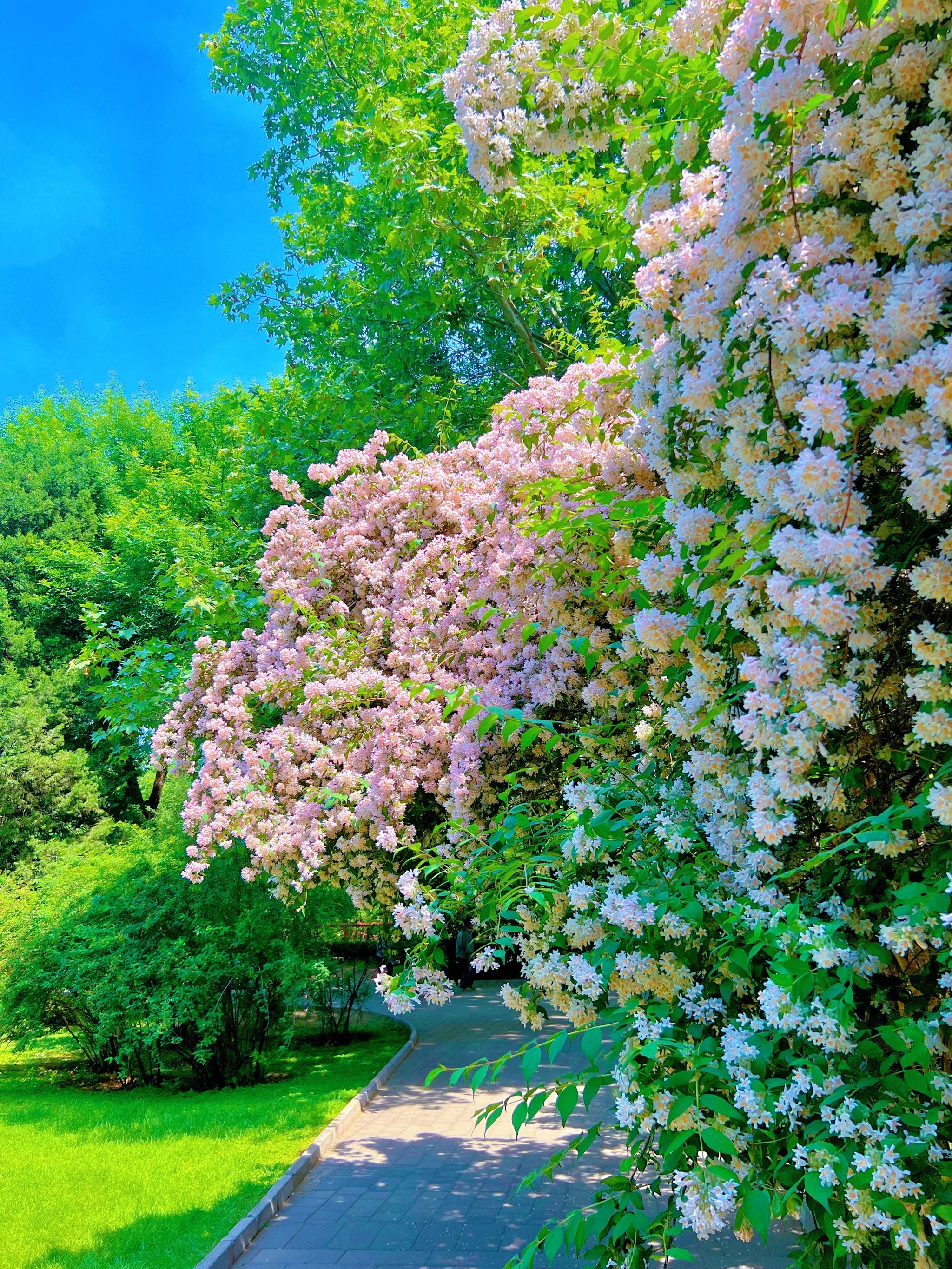 动物园猬实花爆满!花朵状态佳!位置隐蔽且人少