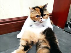 -宠爱国际动物医院· 猫科· 外科·中兽医(长白店)