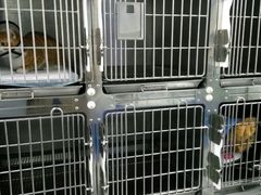 -睿金宠物医院·CT·肿瘤·骨外科