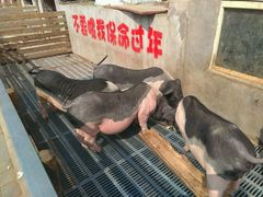 -北京鹿世界主题园