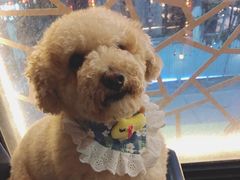 -帕帕拉兹宠物(亚洲旗舰店)