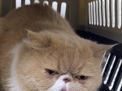 -美联众合动物医院·24h京西诊疗中心