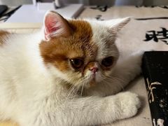 -爱妮康宠物医院·干细胞免疫细胞·肿瘤·心脏(张江店)