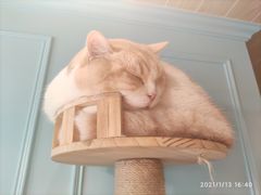 -遇见羊驼·奶狗咖·布偶猫咖·法斗柯基柴犬阿拉斯加(春熙路太古里IFS店)