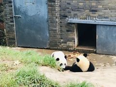 -都江堰中华大熊猫苑