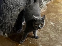 -猫猫幼稚园·撸猫·桌游·电玩