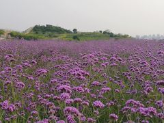 -光明小镇欢乐田园