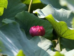 -陕西省红河谷森林公园