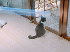 -momokira米努特·德文卷毛猫·棉花面纱犬