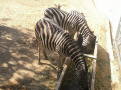 -泉州海丝野生动物世界