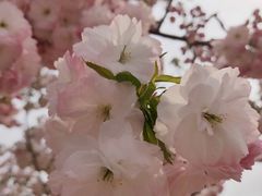 -古柏渡飞黄旅游区