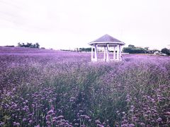 -紫颐香薰山谷景区