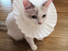 -滚猫咖啡·猫咖·猫友好撸猫(未来城店)