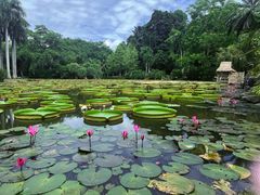 -中国科学院西双版纳热带植物园