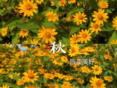 -百万葵园