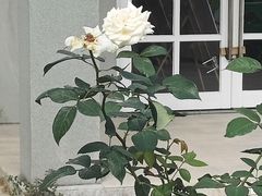 -亚龙湾国际玫瑰谷