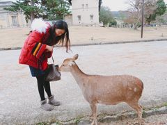 -料亭菊水楼
