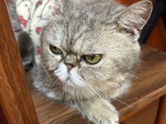 -楼上猫咖(罗湖店)
