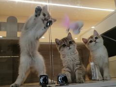 -柚子猫舍·精品猫舍购猫·猫咪认养·购宠·宠物店
