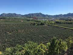 -北京张裕爱斐堡酒庄