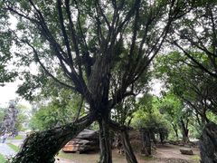 -云南勐巴娜西珍奇园