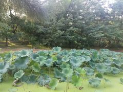 -长白岛森林公园