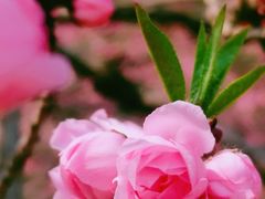 -白水寺森林公园