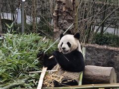 -都江堰中华大熊猫苑