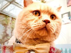 -猫小院猫主题咖啡厅(北锣店)