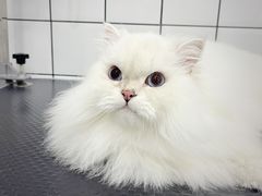 -BABIT巴比特宠物(MOMOPARK店)