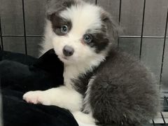 -翊宠yipet猫狗购宠庄园犬舍•猫舍