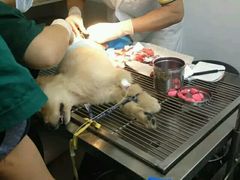 -乐嘟嘟宠物医院