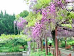 -嘉定紫藤园