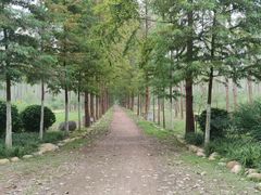 -合肥滨湖国家森林公园