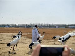 -盐城丹顶鹤湿地生态旅游区