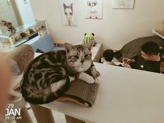-有猫儿腻咖啡厅.猫咖