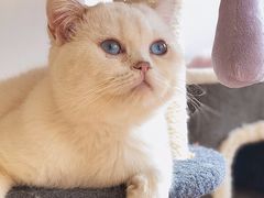 -猫腻·猫咖·撸猫馆(星光大道店)