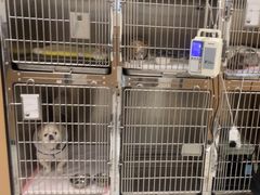 -瑞派康怡24h宠物医院·犬猫医疗中心·微创绝育(瑞景分院)