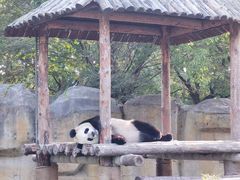 -上海野生动物园