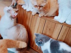 -飞行喵MR PILOT|猫舍·猫咖(静安大融城店)