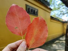 -西园戒幢律寺