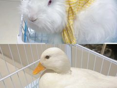 -怪兽屋·羊驼·猫咖·狗咖(俊华广场店)