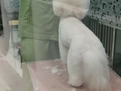 -芭比堂动物医院(广州爱宠下渡路分院)